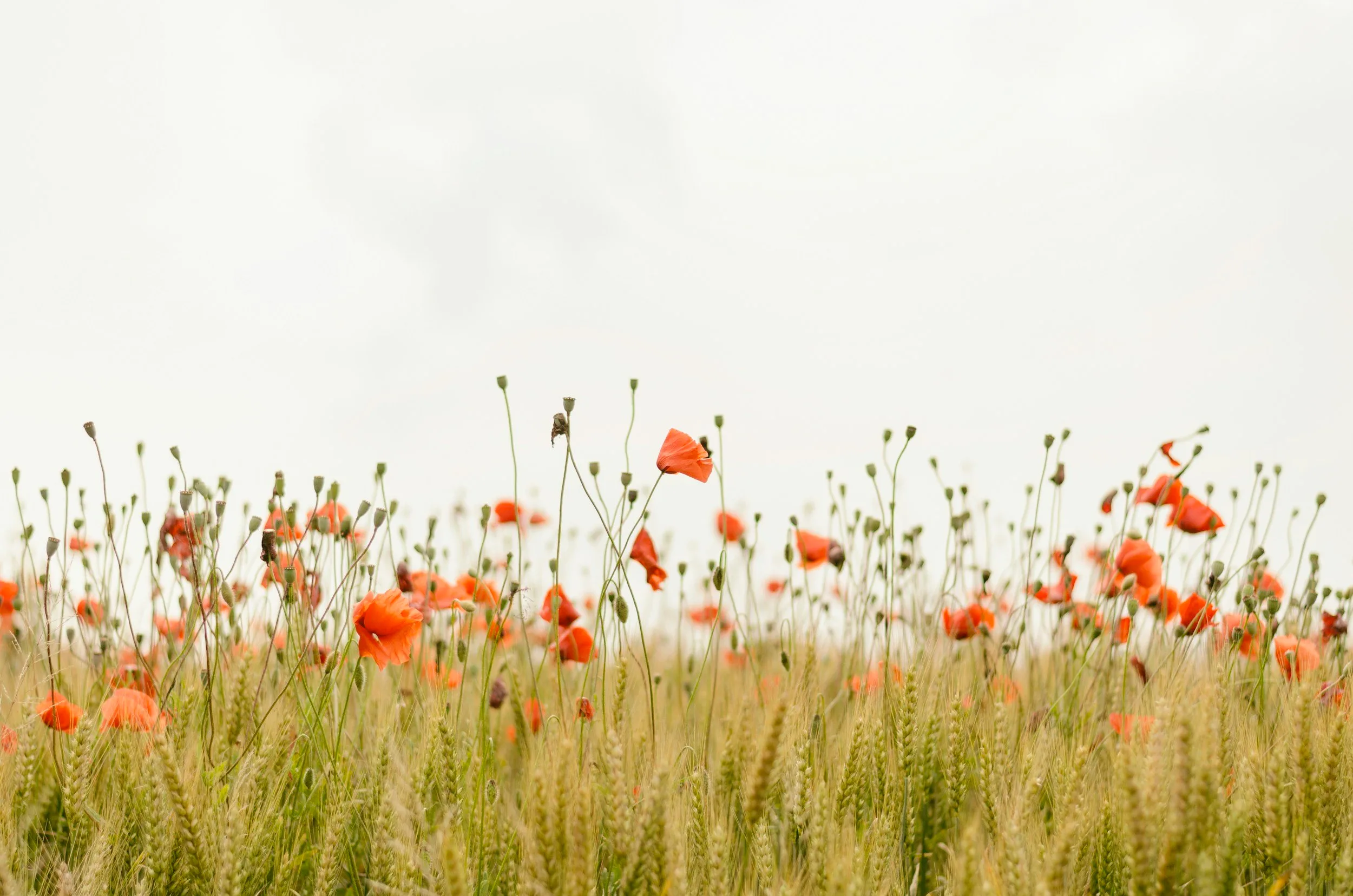 Blumenwiese – Natur und Ruhe