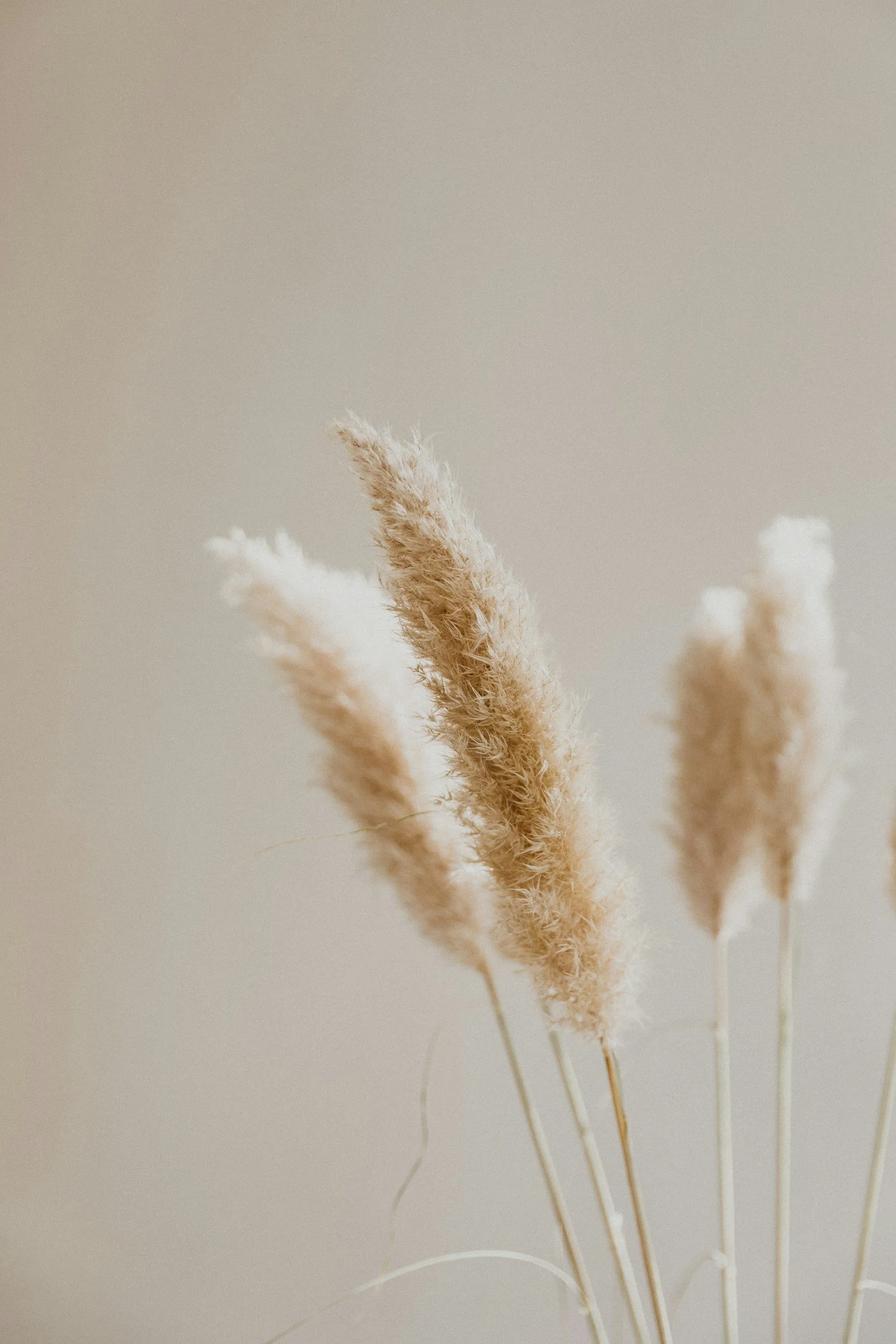 Dried flowers – tenderness and perspective