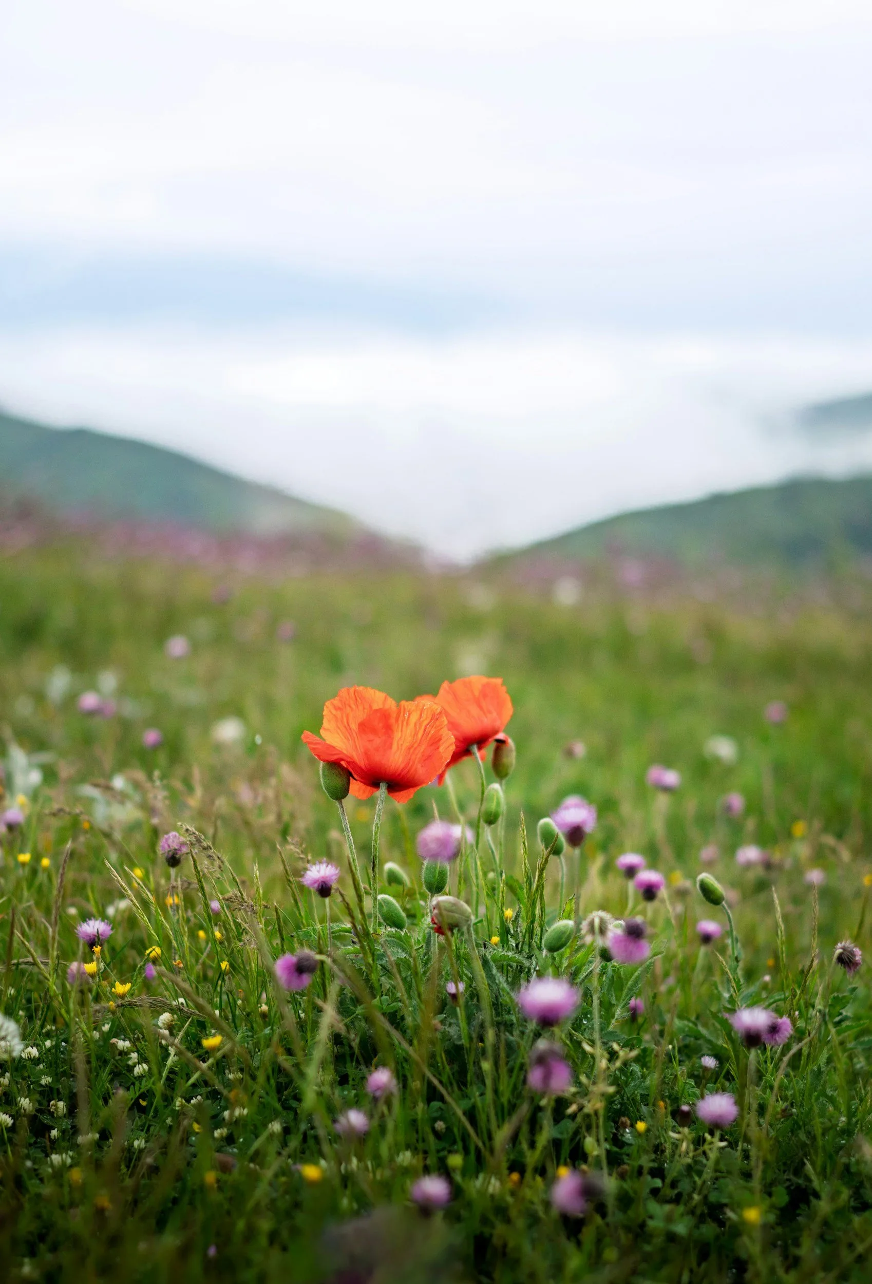 Mohnblumen auf einer Bergwiese